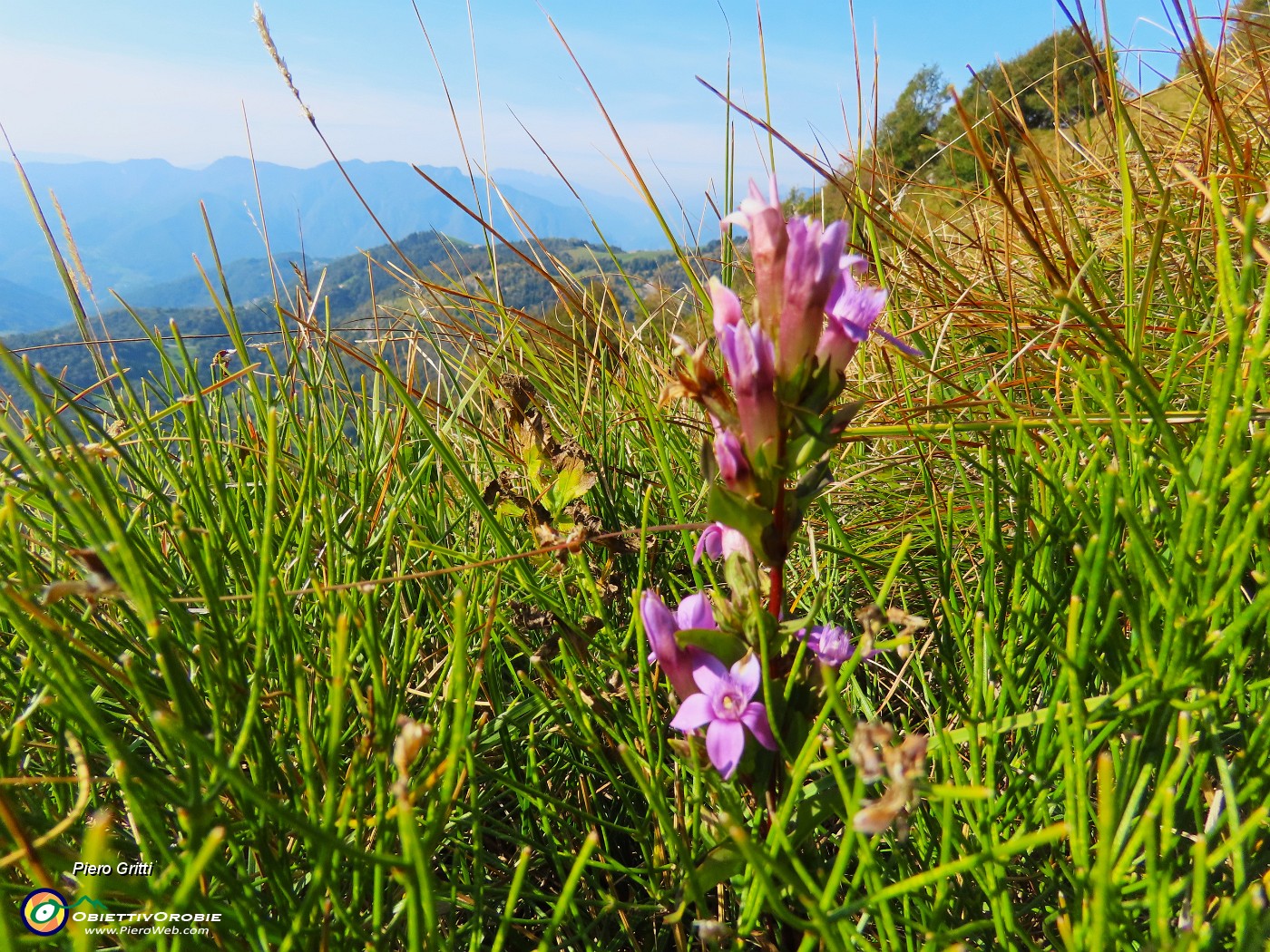51 Gentianella anisodonta - Genzianella anisodonta baciata dal sole.JPG